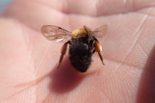 Andrena clarkella
